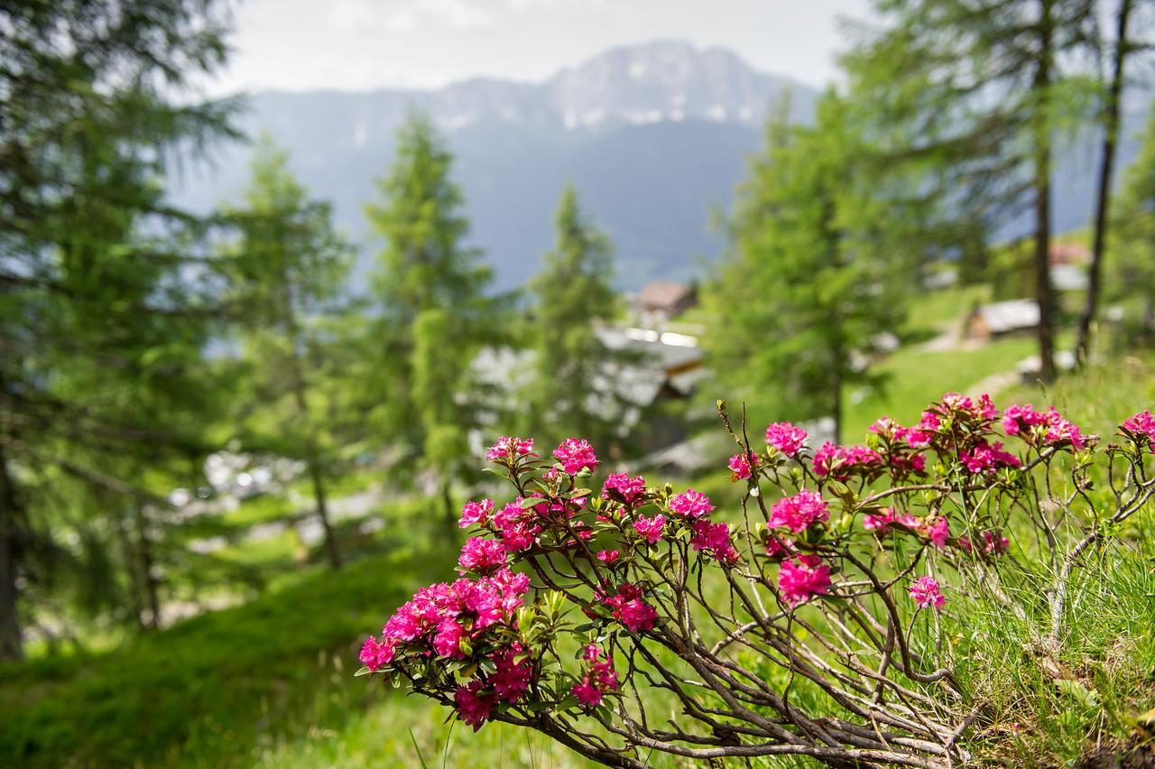 Sattleggers Alpenhof & Feriensternwarte Ξενοδοχείο Greifenburg Εξωτερικό φωτογραφία
